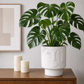 Plantas Grande